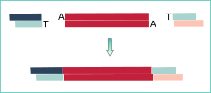 adaptor-ligation