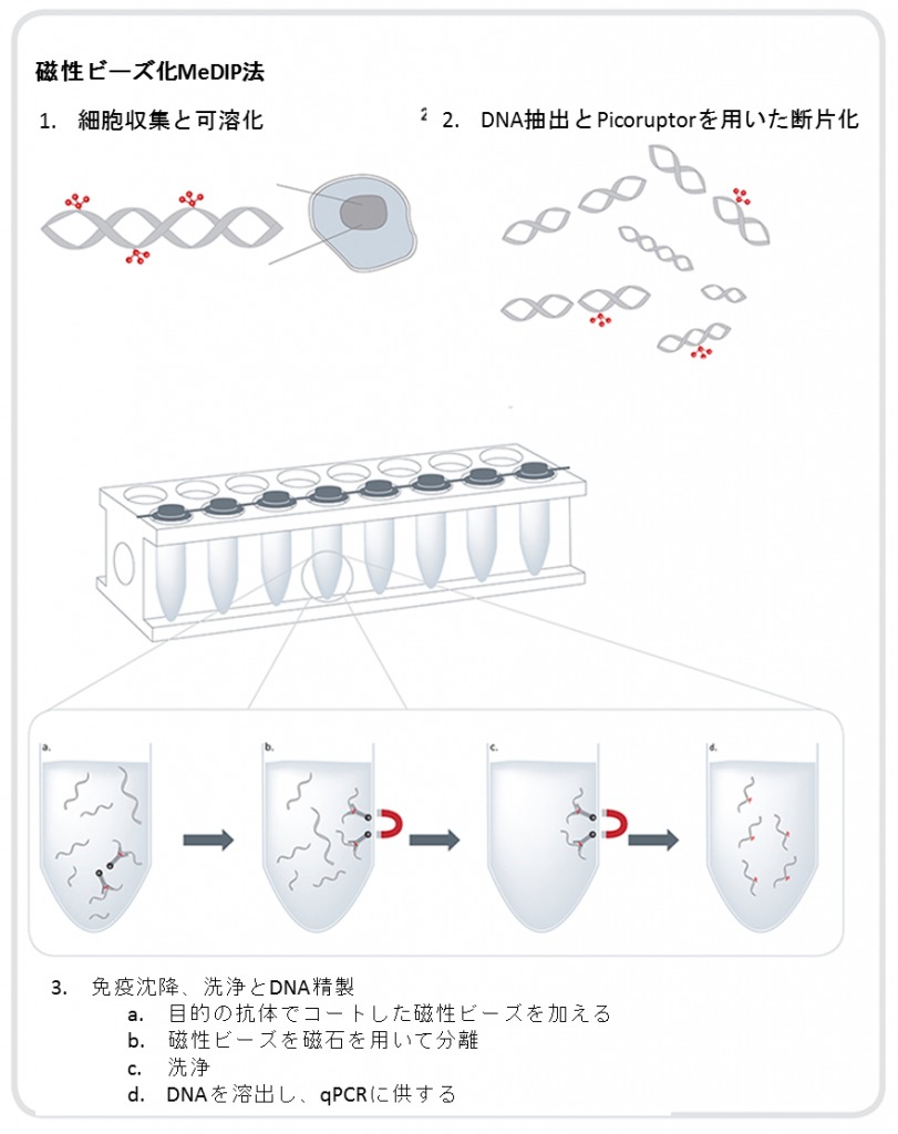 MeDIP法（メチル化DNA免疫沈降）｜エピジェネティクス研究で使用される実験手法MagMeDIP kithMeDIP法