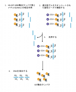 methyl-cap-assay
