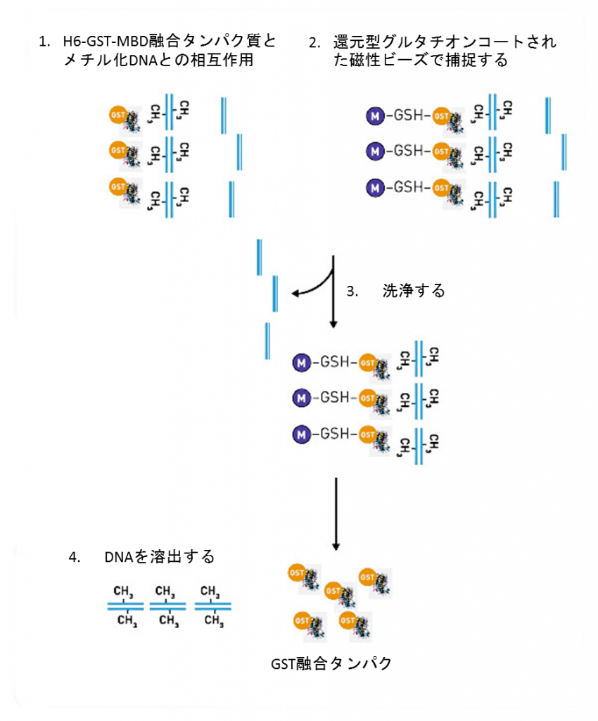 キャップ 安い 結合 タンパク