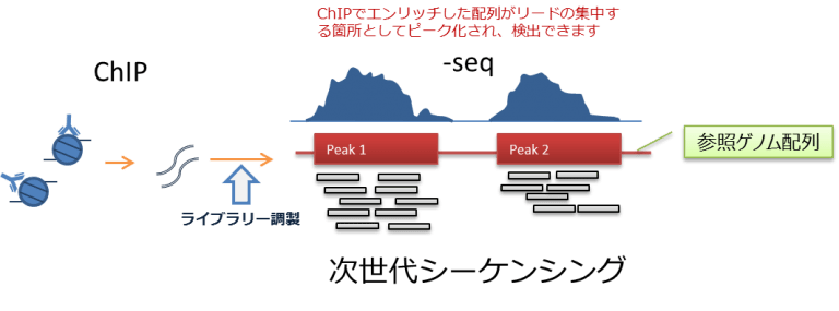 ChIP-seq 原理
