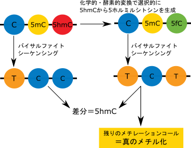 バイサルファイト法 エピジェネティクス研究で使用される実験手法 Diagenode Japan Epi Blog