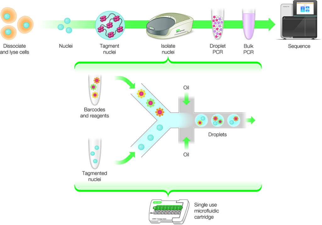 single-cell-ATAC-seq